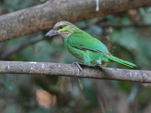 Green-eared Barbet
