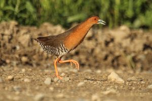 Band-bellied Crake