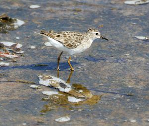 Long-toed Stint