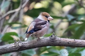 Hawfinch