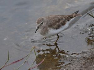 Temminck's Stint