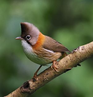 Whiskered Yuhina