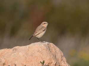 Isabelline Wheatear