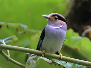Silver-breasted Broadbill