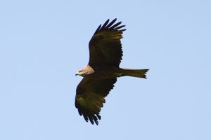 Black Kite