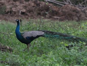 Indian Peafowl