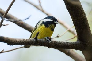 Yellow-bellied Tit