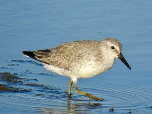 Red Knot