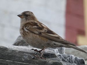 Plain Mountain Finch