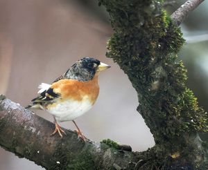 Brambling