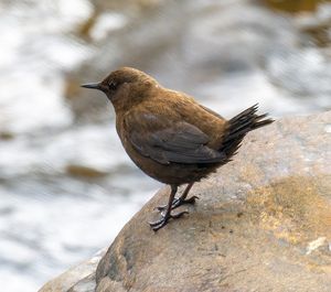 Brown Dipper
