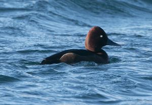 Ferruginous Duck