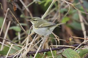 Two-barred Warbler