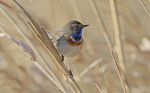 Bluethroat