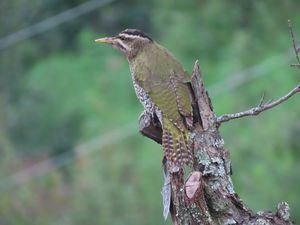 Scaly-bellied Woodpecker