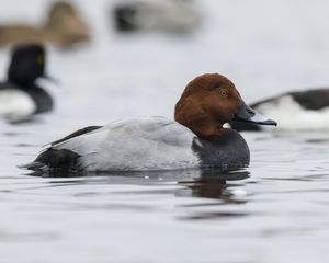 Common Pochard
