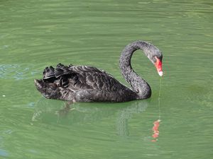 Black Swan