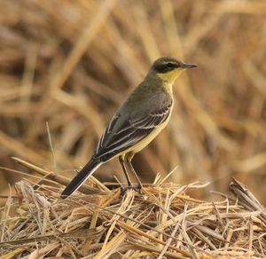 Eastern Yellow Wagtail