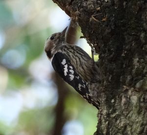 Grey-capped Pygmy Woodpecker