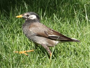 White-cheeked Starling