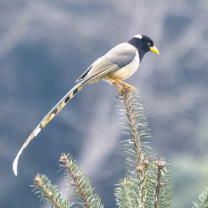 黄嘴蓝鹊