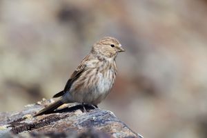 Twite