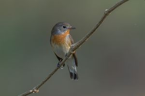 Red-breasted Flycatcher