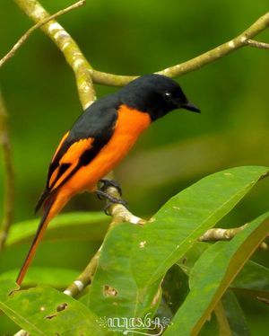 Scarlet Minivet