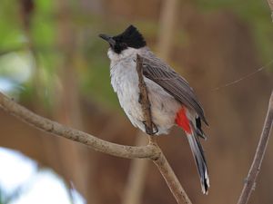 Sooty-headed Bulbul