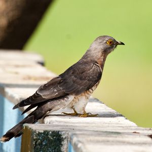 Common Hawk-Cuckoo