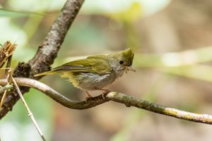White-bellied Erpornis