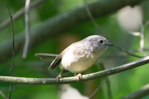 David's Fulvetta