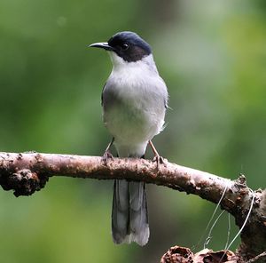 Black-headed Sibia