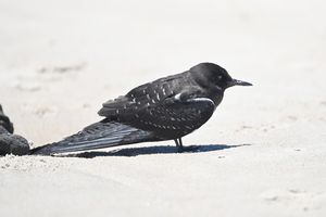 Sooty Tern
