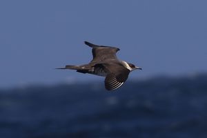 Parasitic Jaeger