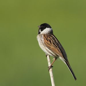 Common Reed Bunting