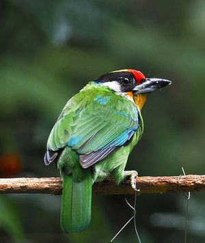 Golden-throated Barbet