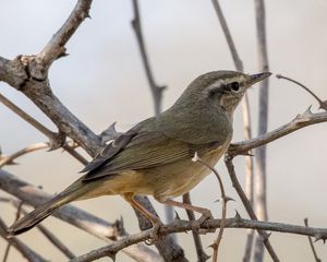 Yellow-streaked Warbler
