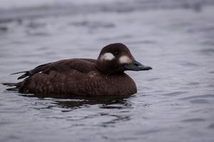 Velvet Scoter