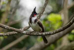 Red-whiskered Bulbul