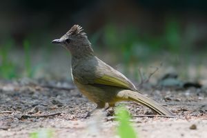 Flavescent Bulbul