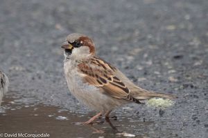 House Sparrow