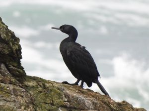 Pelagic Cormorant