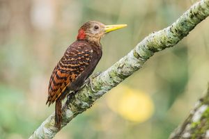 Bay Woodpecker