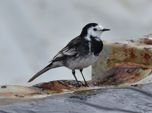 White Wagtail