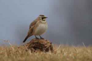 Horned Lark