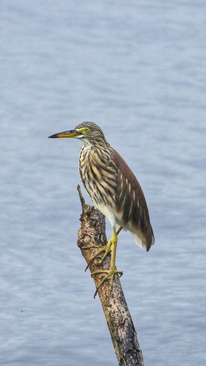 Chinese Pond Heron