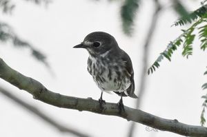 Grey-streaked Flycatcher