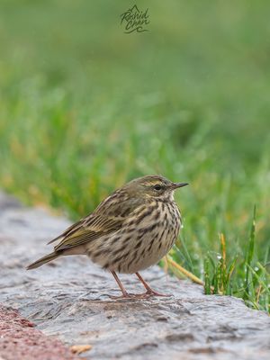 Rosy Pipit