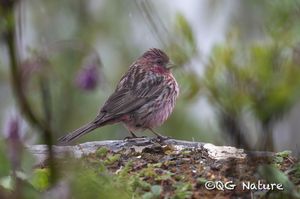 Pink-rumped Rosefinch